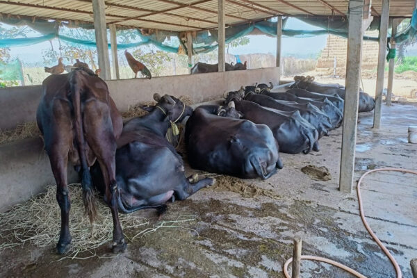 Structural engineer from Telangana quits job to start dairy farming, makes Rs. 2.5 lakh a month