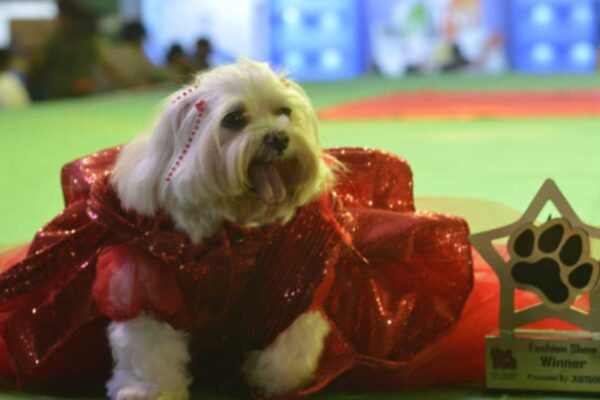 Hyderabad: Spend a weekend with your furry friends at the Pet Fed festival