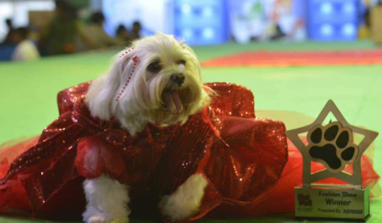 Hyderabad: Spend a weekend with your furry friends at the Pet Fed festival