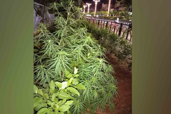 Book cases against ganja users, SP tells officials