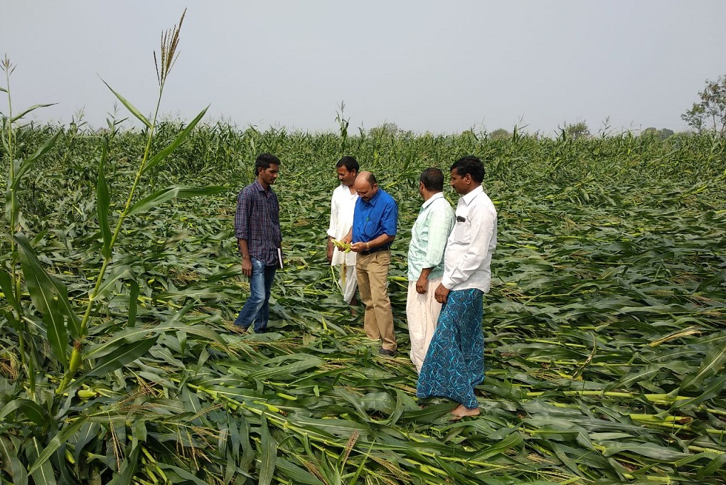 Hailstorm damages crops in Nizamabad, Sircilla dists