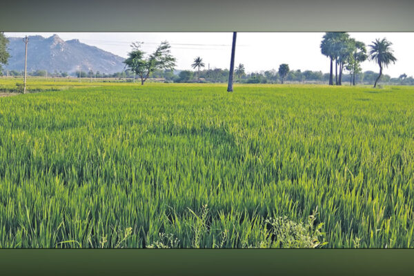 MSP operations meant to benefit farmers, not traders: Chouhan