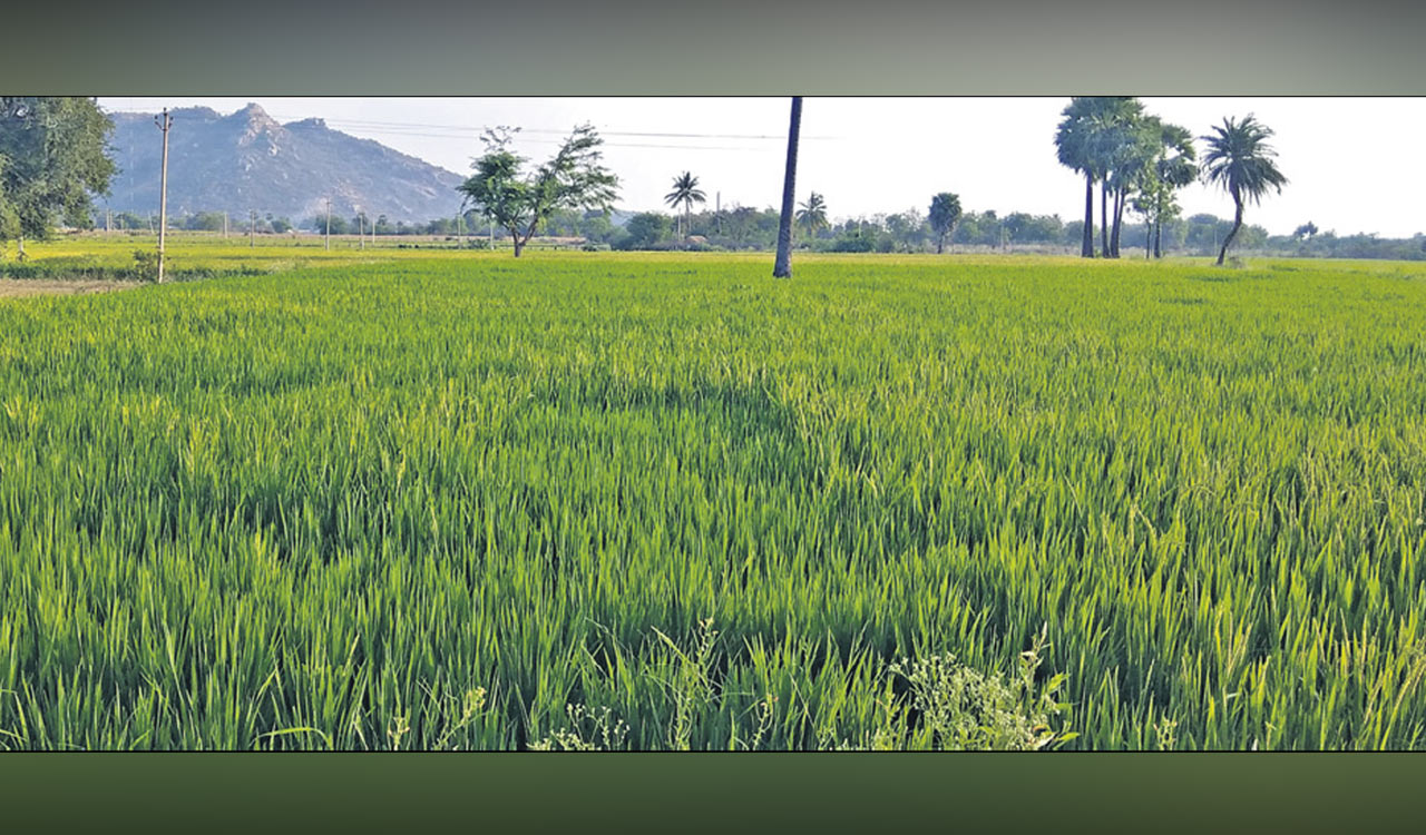 MSP operations meant to benefit farmers, not traders: Chouhan