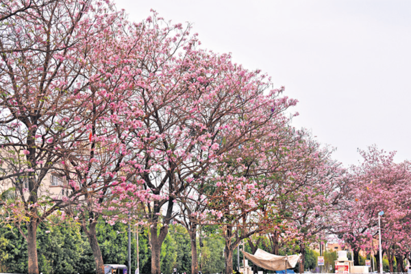 Trees paint Hyderabad in shades of pink