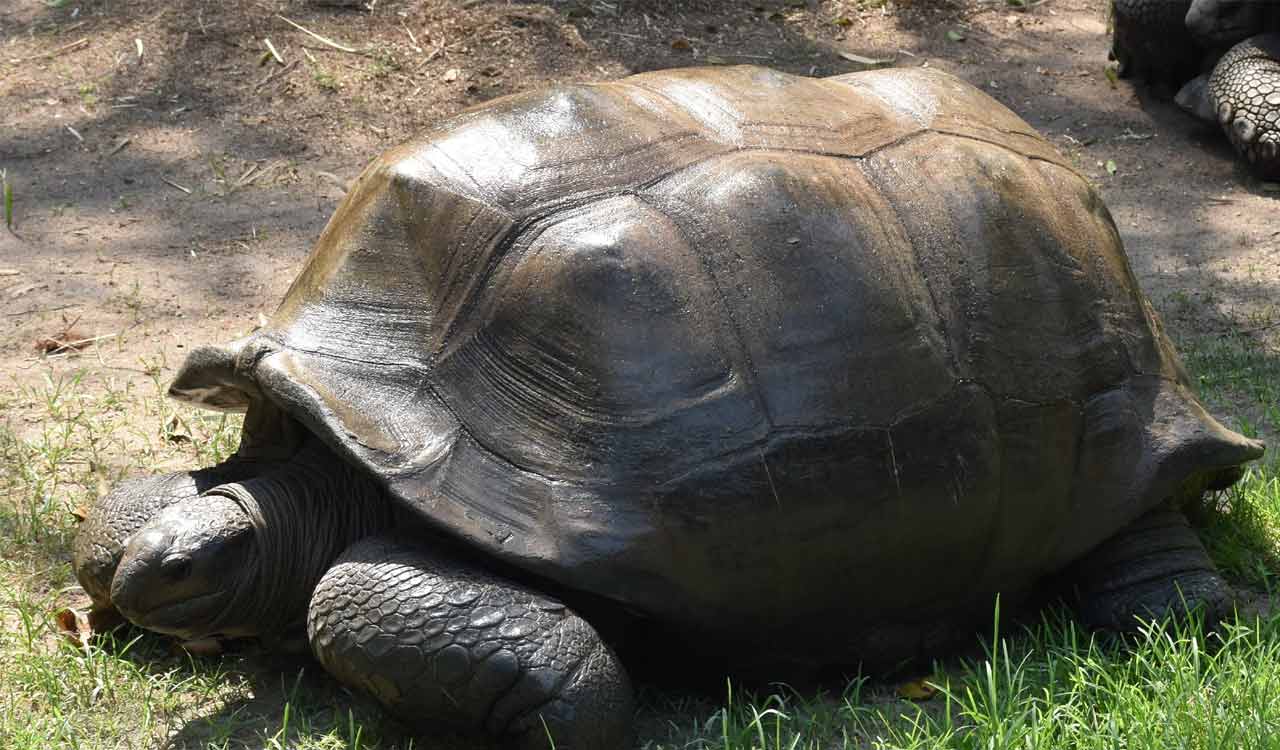 Hyderabad: 125-year-old tortoise dies at Nehru Zoological Park