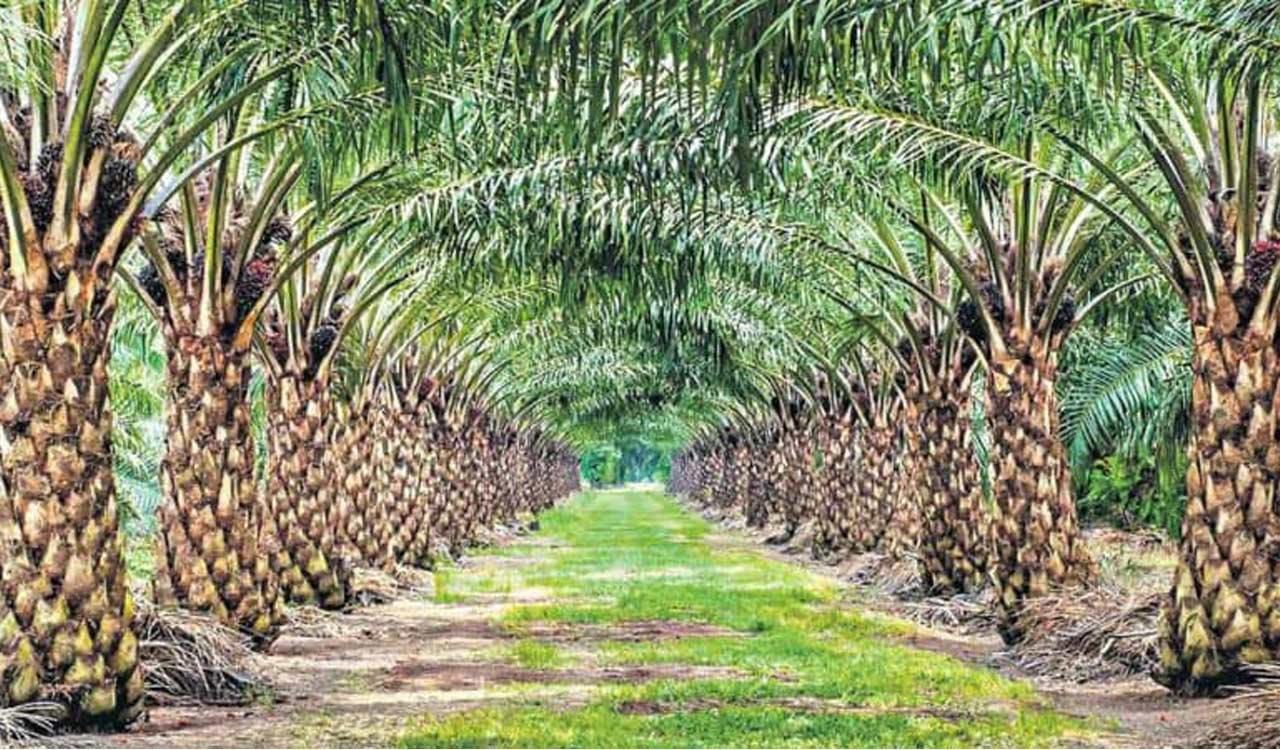 India’s first oil palm processing unit commences operations in Arunachal Pradesh under Mission Palm Oil