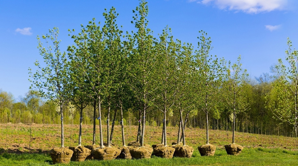 Iranians mark National Tree Planting Day