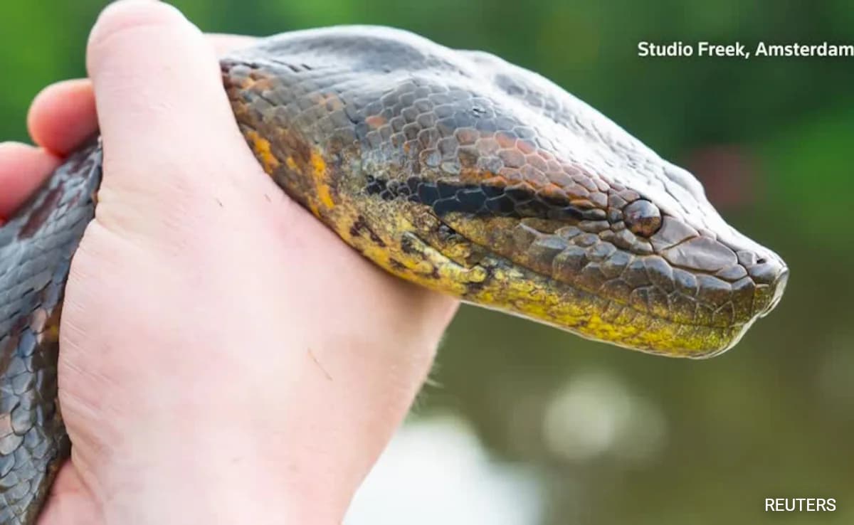 New Species Of Giant Green Anaconda Discovered In Ecuador's Rainforest