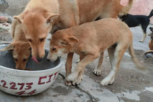 Hyderabad’s good samaritans rally to protect stray animals amidst looming heat wave