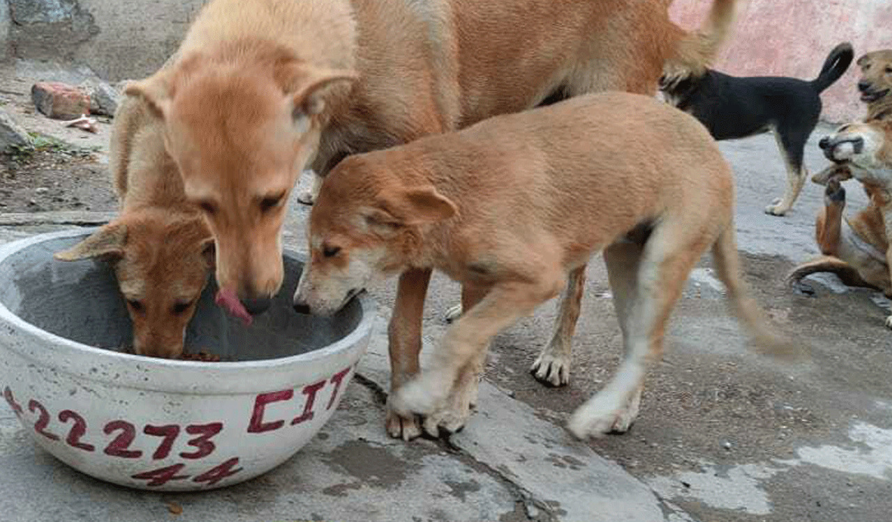 Hyderabad’s good samaritans rally to protect stray animals amidst looming heat wave