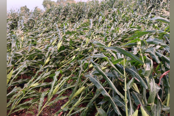 Standing crops damaged by unseasonal rains in Adilabad