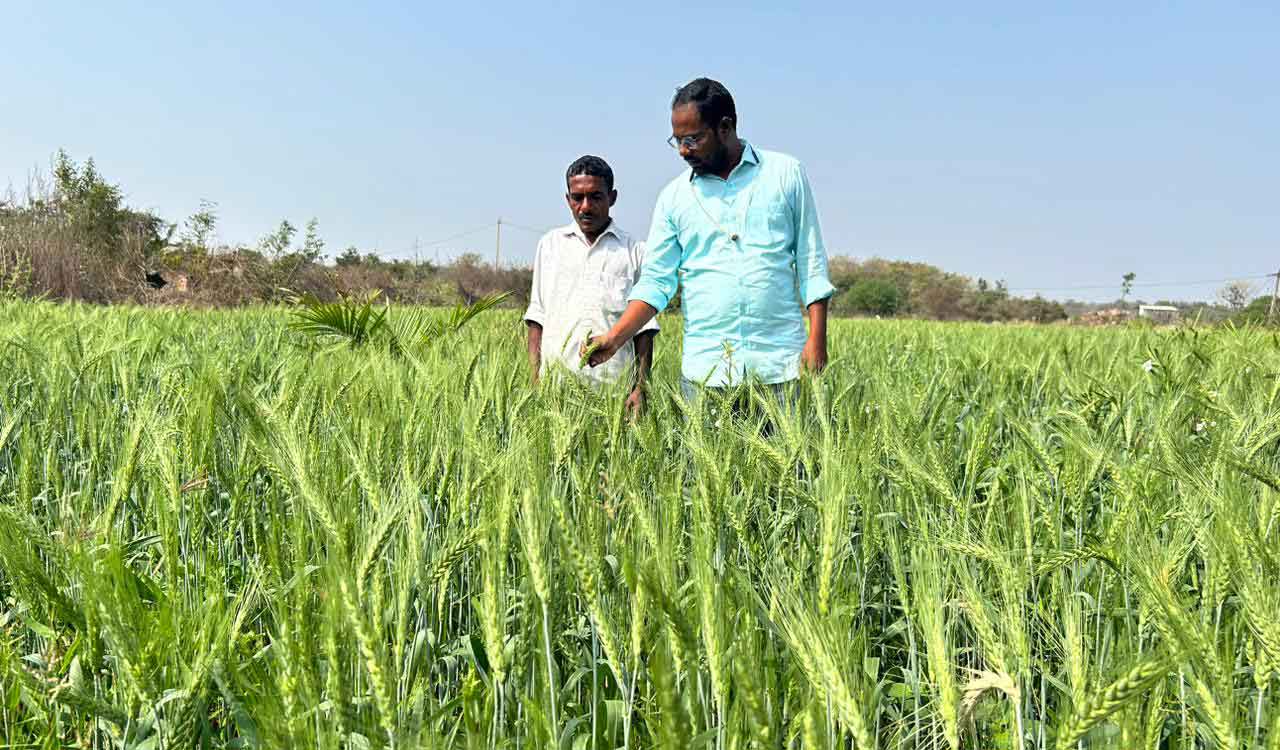 Siddipet farmer cultivates healthy Khapli variety of wheat