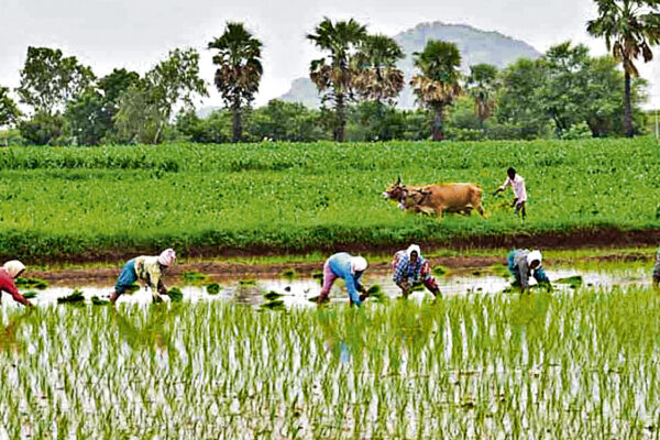 Rythu Bandhu paid to 92.68 percent farmers: Minister