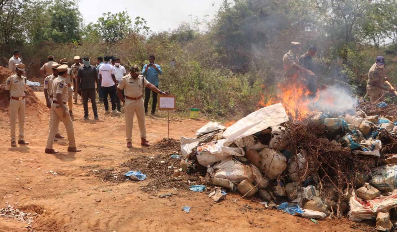 Telangana: Cops burn 11.5 tonnes of ganja worth Rs.28 crore