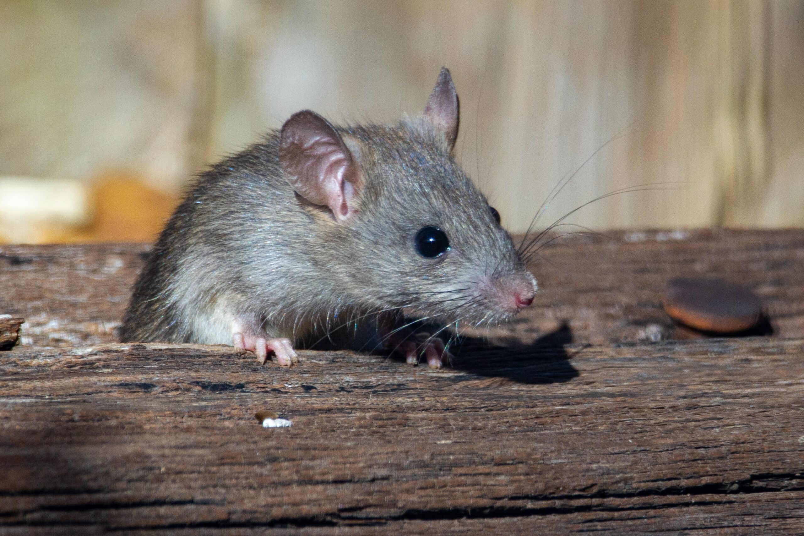 Turtles, Mice, Scorpions May Become More Common In Major US Cities: Study