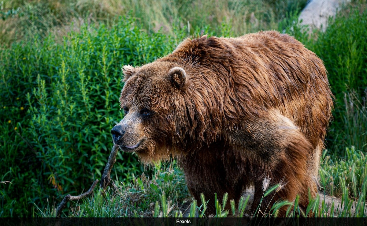 31-Year-Old Woman Dies After Being Chased By A Bear In Slovakia