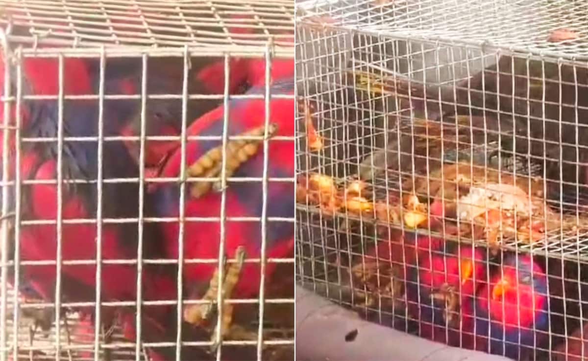 52 Smuggled Indonesian Birds, Animals Rescued In Assam, 2 Arrested