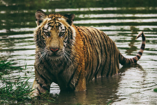 2 Injured After Bengal Tiger Breaks Cage In Pakistan