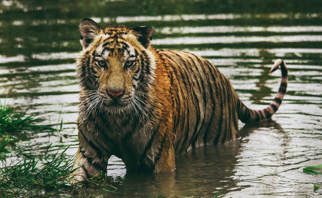 2 Injured After Bengal Tiger Breaks Cage In Pakistan