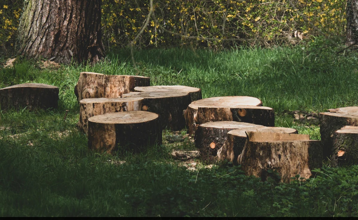 US Man Who Cut Neighbour's Trees For Better View Stares At $1 Million Fine