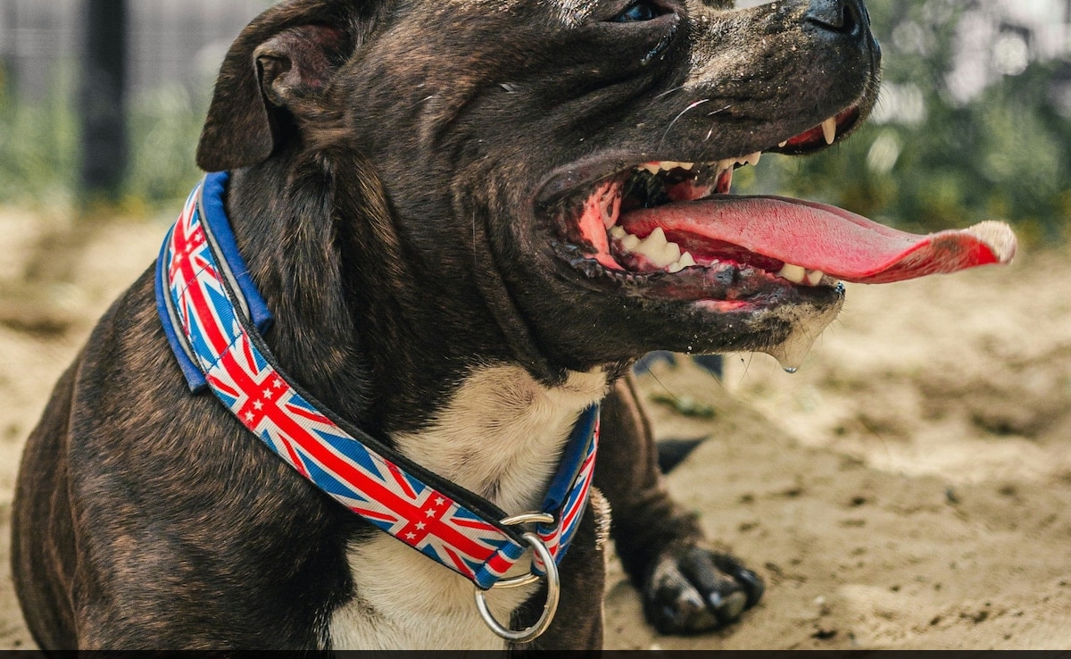 3-year-old Boy Mauled By Family Dog In The Latest XL Bully Incident In UK