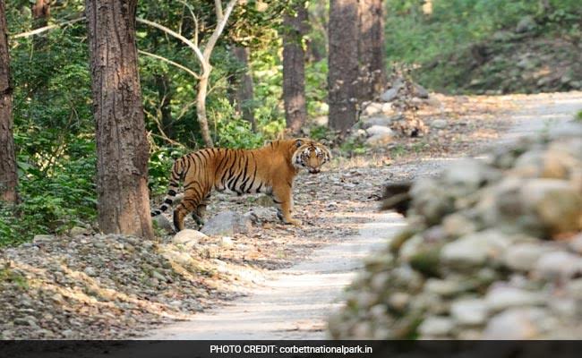 Supreme Court's "Waste Bin" Rap Over Deforestation In Corbett Tiger Reserve