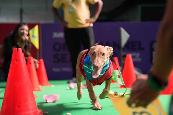 Furry Fun in Hyderabad: Over 900 pets and thousands of enthusiastic attendees at Pet Fest