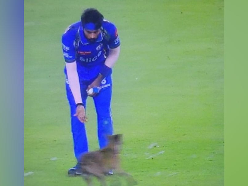 Watch: Dog Invades Pitch During IPL Game In Ahmedabad. Internet In Splits