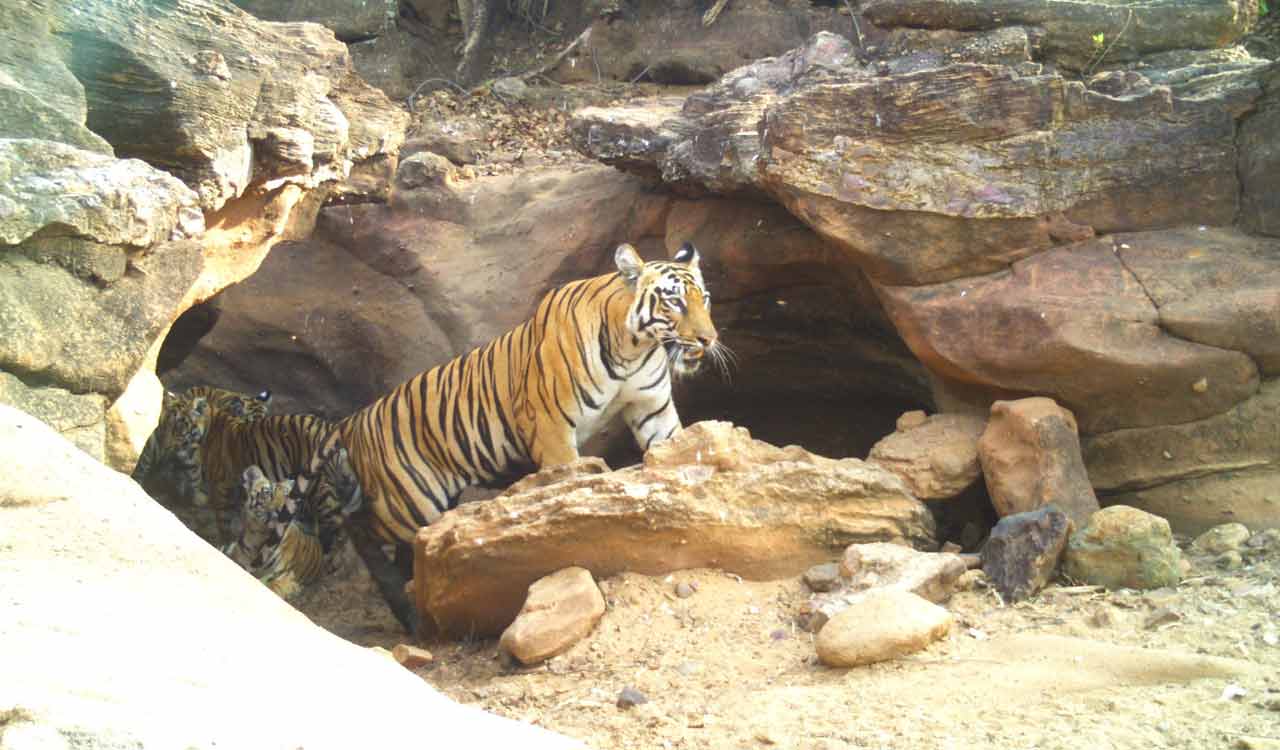 Andhra Pradesh forest dept rescues tigress entangled in snare