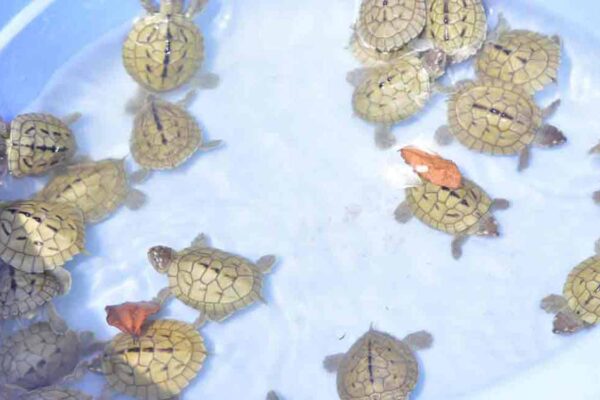 351 baby turtles rescued while being smuggled, three arrested in Odisha