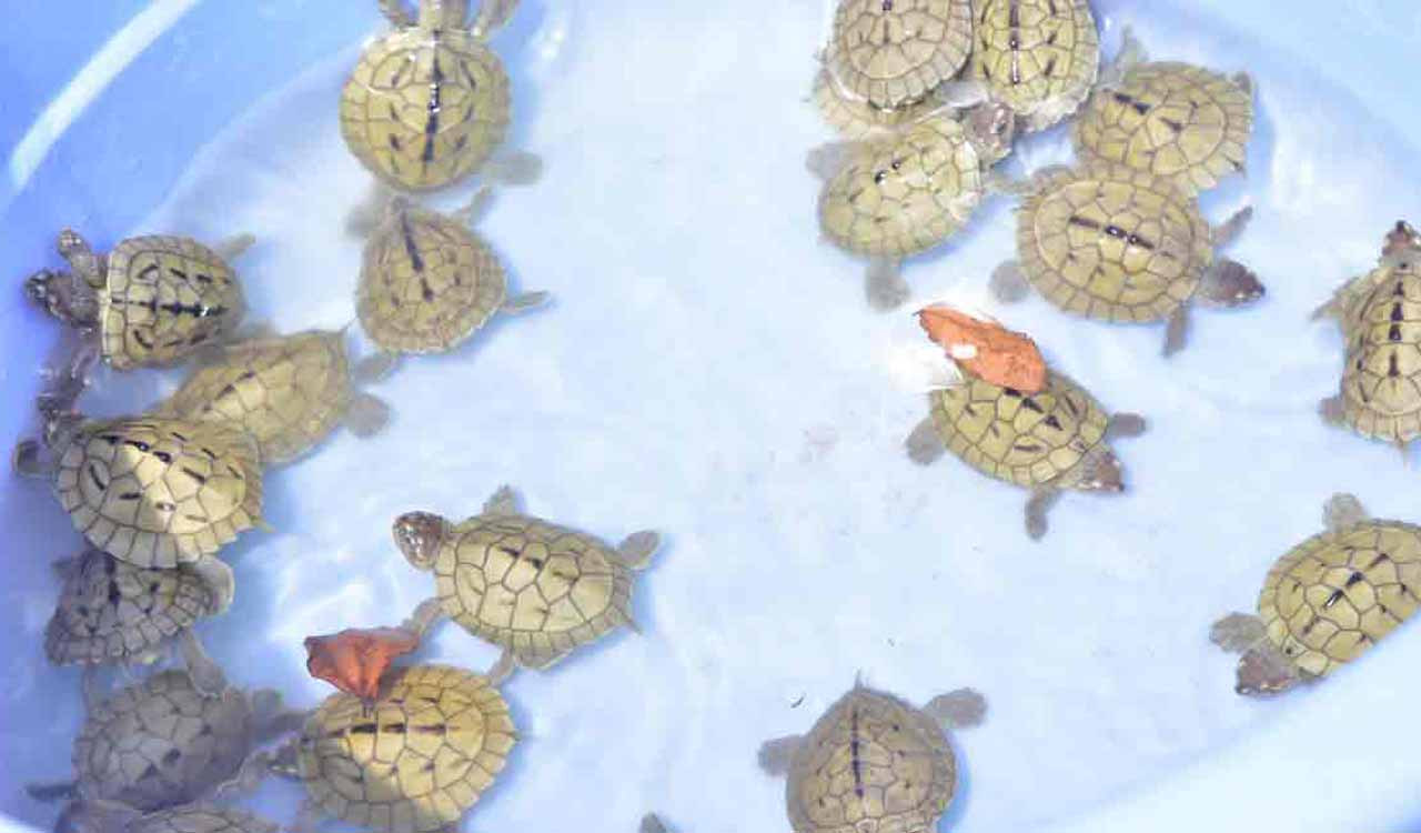 351 baby turtles rescued while being smuggled, three arrested in Odisha