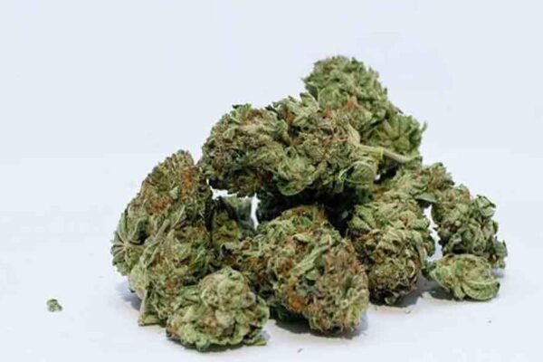 Hyderabad: Man held with 120 kgs marijuana