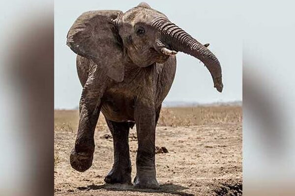 35-year-old Farmer Trampled To Death By Wild Elephant In Telangana