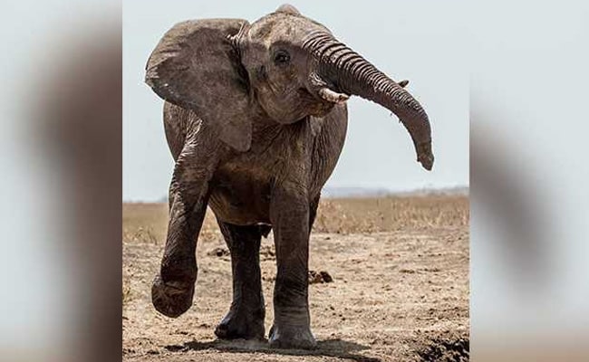 35-year-old Farmer Trampled To Death By Wild Elephant In Telangana