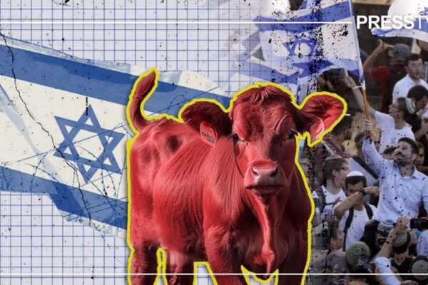 Explainer: Why are Zionists smuggling 'red cows' from Texas to West Bank?