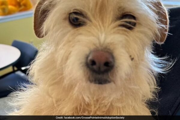 Missing Dog's Dramatic Reunion With US Family, 2,000 Miles From Home