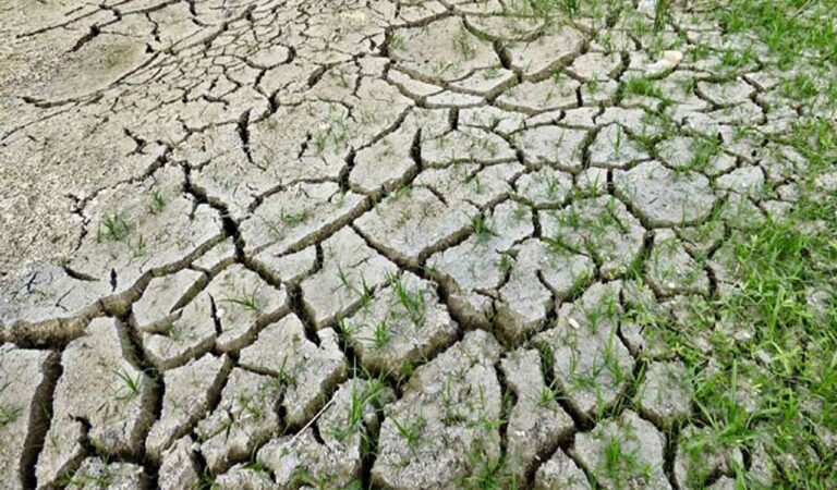 Over 200 mandals in Telangana face drought-like conditions