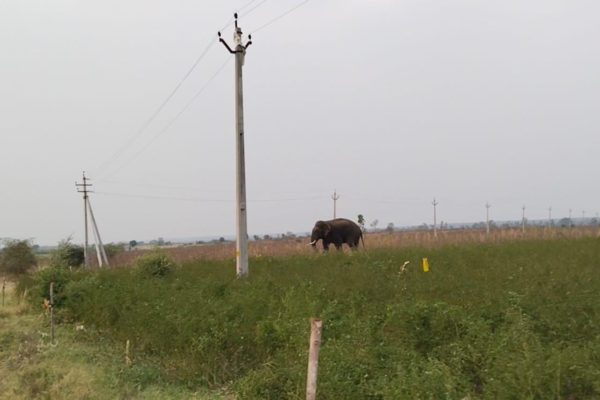 Watch: Man trampled to death by elephant in Asifabad