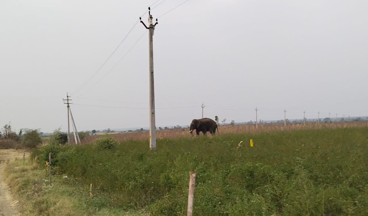 Telangana: Rogue elephant tramples to death another farmer