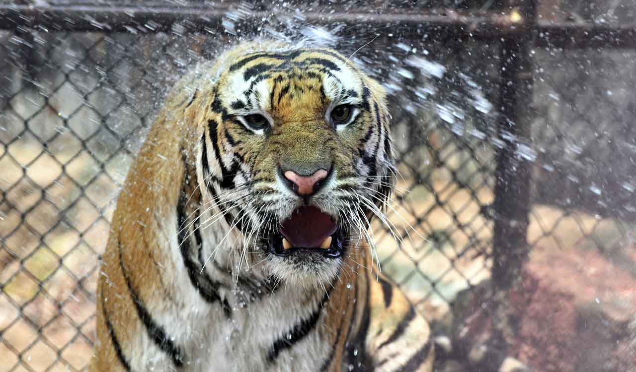 Special care for animals at Hyderabad’s Nehru Zoo amid scorching heat