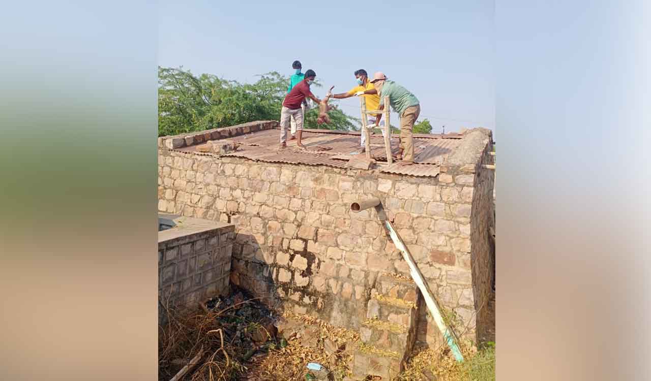 Death of monkeys in water tank: Show-cause notices served to civic chief, irrigation EE