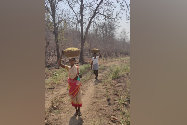 Presence of rogue elephant makes gathering of Mahua flowers risky