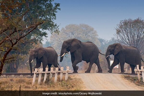 "Not A Joke": Botswana Threatens To Send Thousands Of Elephants To Germany