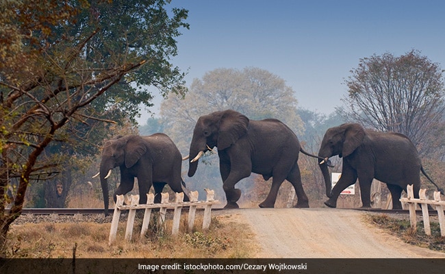 "Not A Joke": Botswana Threatens To Send Thousands Of Elephants To Germany