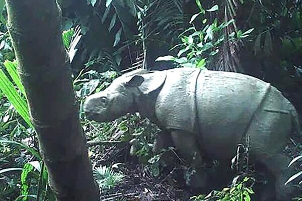 Watch: Critically Endangered Javan Rhino Calf Spotted In Indonesia