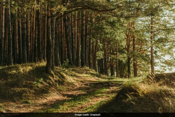 India Lost 2.33 Million Hectares Of Tree Cover Since 2000: Global Forest Watch