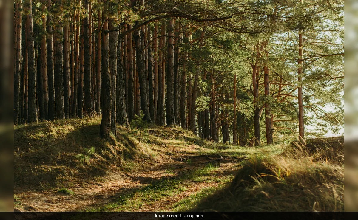 India Lost 2.33 Million Hectares Of Tree Cover Since 2000: Global Forest Watch