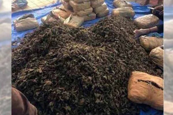 230 kg seized ganja burnt in Khammam