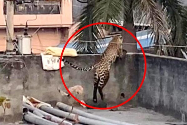 Panic In North Delhi As Leopard Enters House, Attacks 5 People