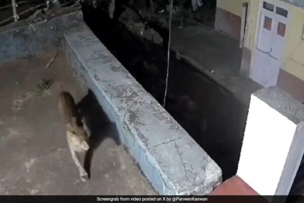 Watch: Leopard And Bear Spotted Roaming In Ooty Residential Area